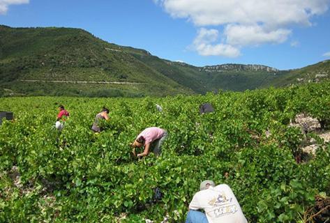 Foto des Partnerweinguts Clos Maia