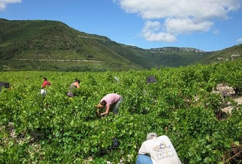 Foto della tenuta - Clos Maia