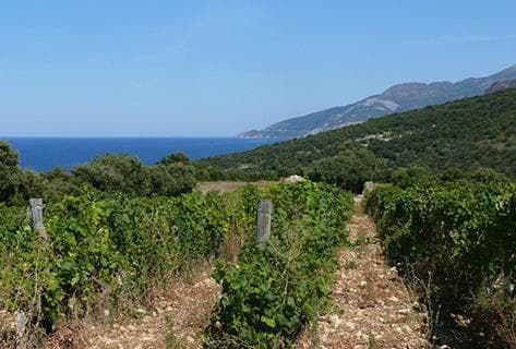 Foto della tenuta - Clos Marfisi