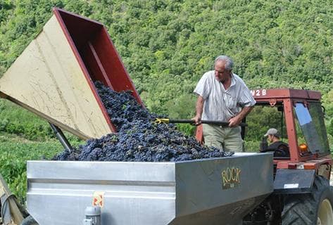 Clos Marfisi - 4