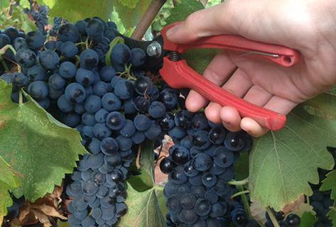 Clos Poggiale - 3