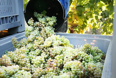 Clos Poggiale - 4