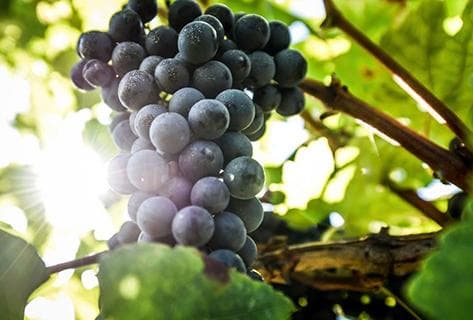 Clos Puy Arnaud - 2