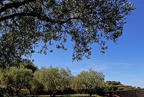 Clos Saint-Vincent - 4