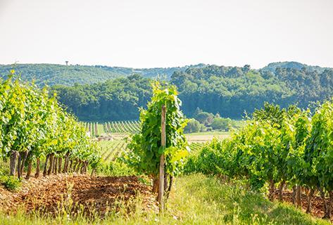 Clos Triguedina - 3