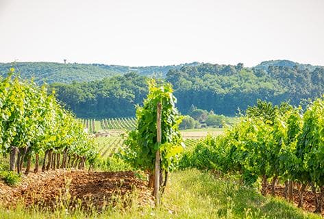 Clos Triguedina - 3