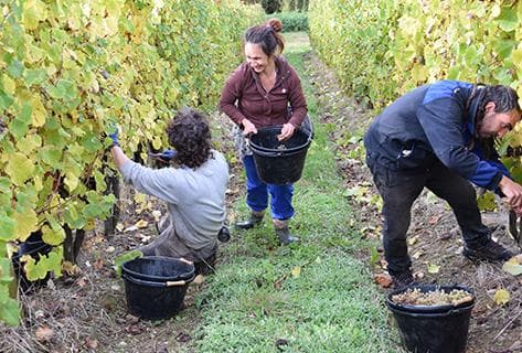 Foto della tenuta - Clos Uroulat