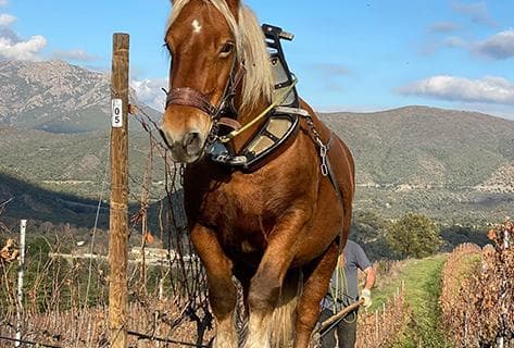 Foto della tenuta - Clos Venturi