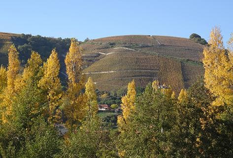 Foto della tenuta - Clusel-Roch