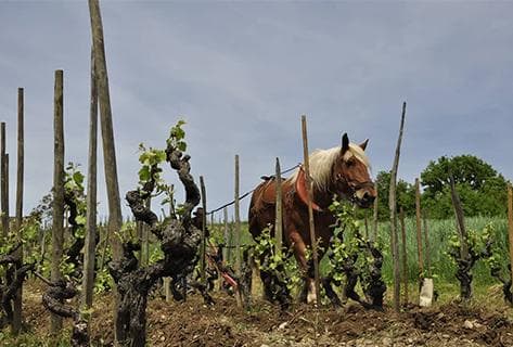 Foto des Partnerweinguts Combier