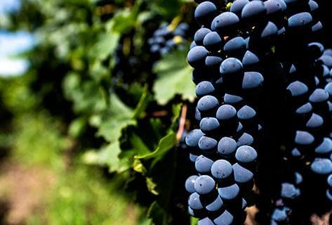 Cosse-Maisonneuve - 2