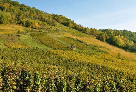 Domaine Belluard - 3