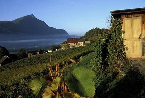 Domaine Belluard - 4