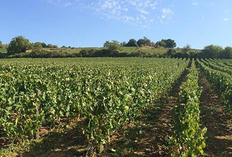 Domaine Chasselay - 2