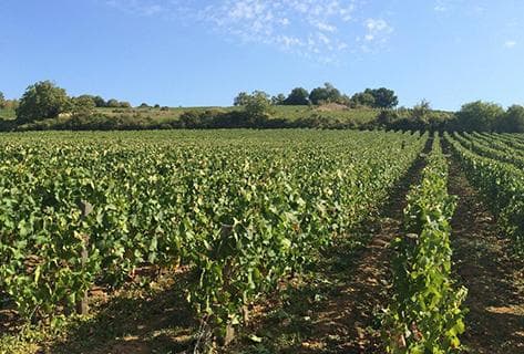 Domaine Chasselay - 2