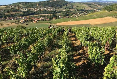 Domaine Chasselay - 4