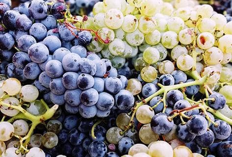 Domaine de Bellivière - 2