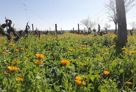Domaine de Bellivière - 3