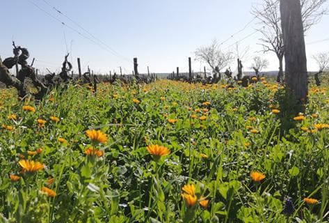 Domaine de Bellivière - 3