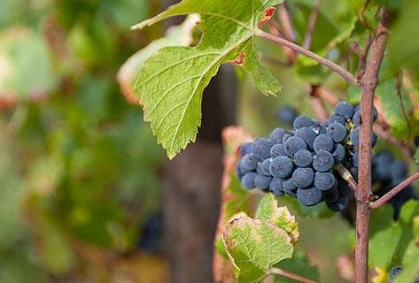 Domaine de Chassorney - Frédéric Cossard - 3