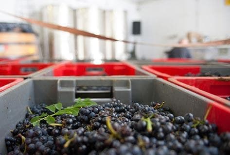 Domaine de Chassorney – Aurélien Verdet - 4