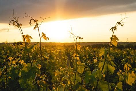 Foto della tenuta - Domaine de La Butte