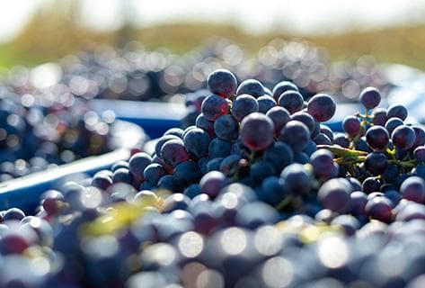 Domaine de La Butte - 2