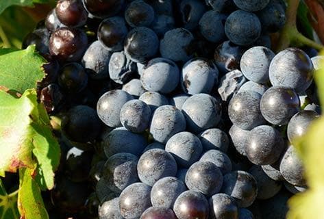 Domaine de la Janasse - 2