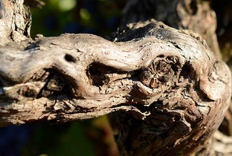 Domaine de la Janasse - 4