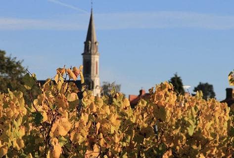 Domaine de l'Ecu - 2