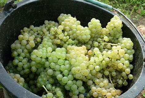 Domaine de l'Ecu - 4