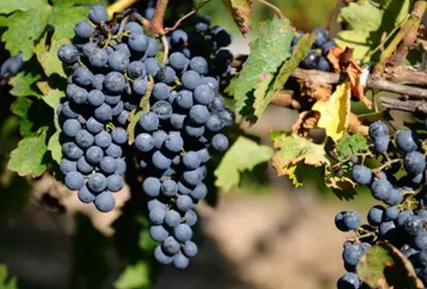 Photo of partner producer Domaine de Montcalmès