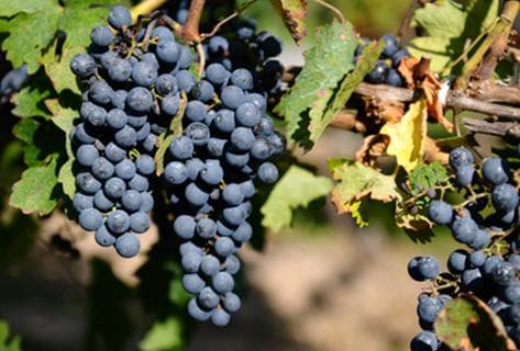 Foto della tenuta - Domaine de Montcalmès