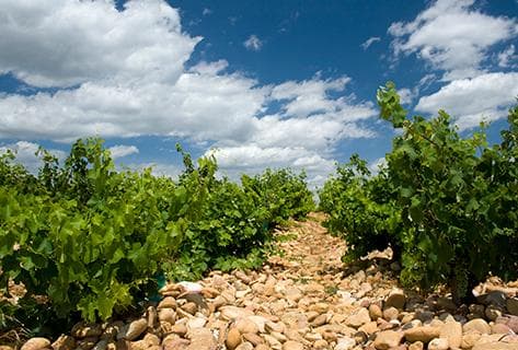 Domaine de Montcalmès - 3