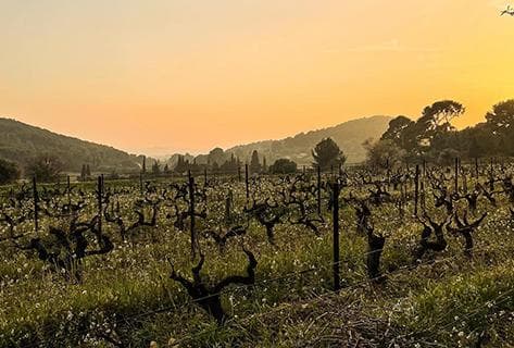 Foto della tenuta - Domaine de Terrebrune