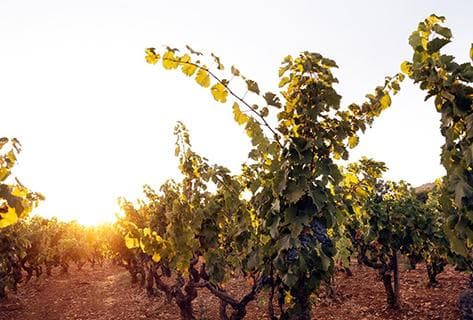 Domaine de Terrebrune - 3