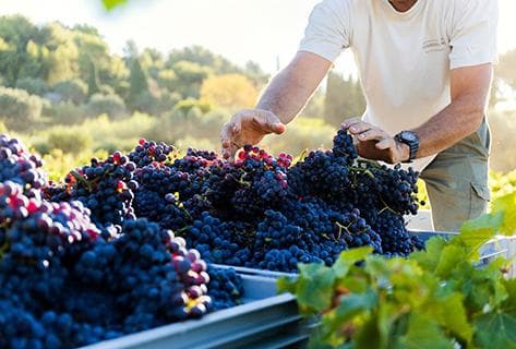 Domaine de Terrebrune - 4