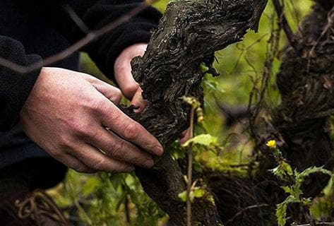 Photo of partner producer Domaine de Villaine