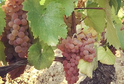 Domaine de Villaine - 3