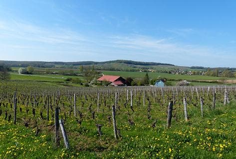 Domaine des Bodines - 2