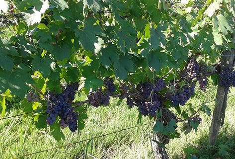 Domaine des Bodines - 3