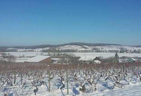 Domaine des Bodines - 4