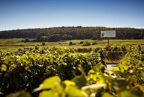 Foto della tenuta - Domaine des Perdrix