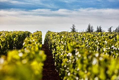 Domaine des Perdrix - 2