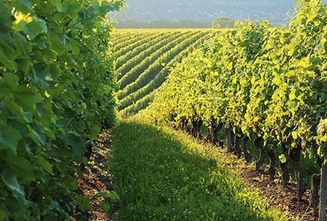 Domaine des Perrières - 1