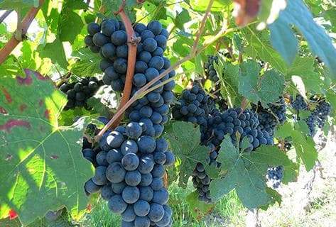 Domaine des Perrières - 2