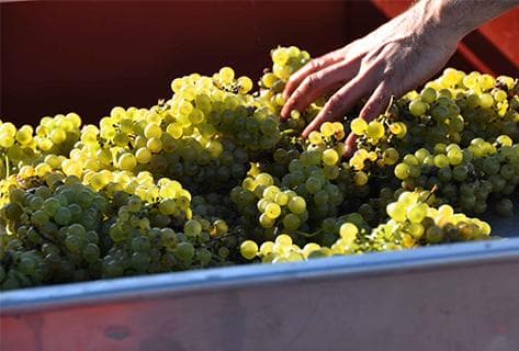 Photo of partner producer Domaine des Pothiers