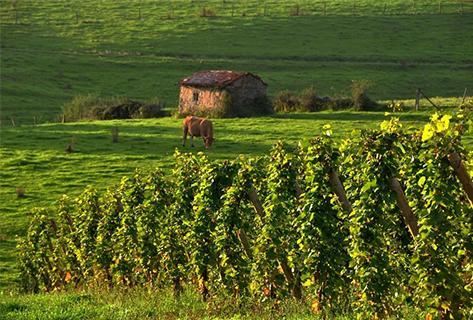 Domaine des Pothiers - 2
