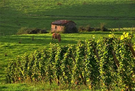 Domaine des Pothiers - 2