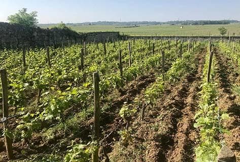 Domaine des Roches Neuves - 3